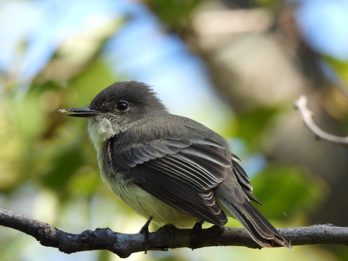 Eastern Phoebe - ML643146126