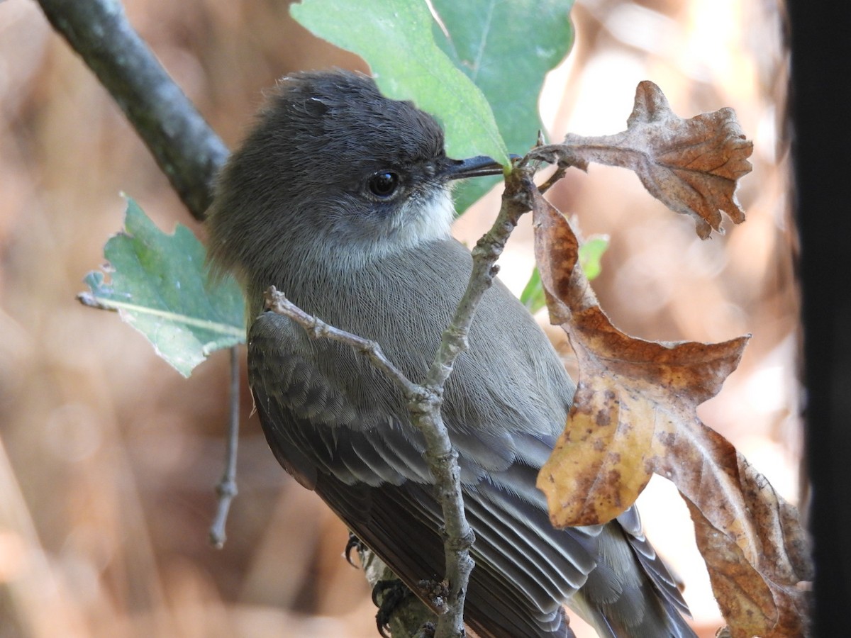 Eastern Phoebe - ML643146127