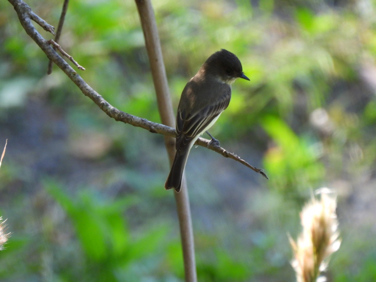 Eastern Phoebe - ML643146128