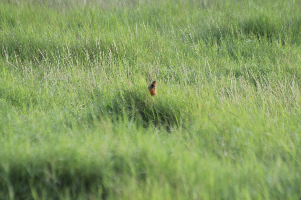Rosy-throated Longclaw - ML643146129