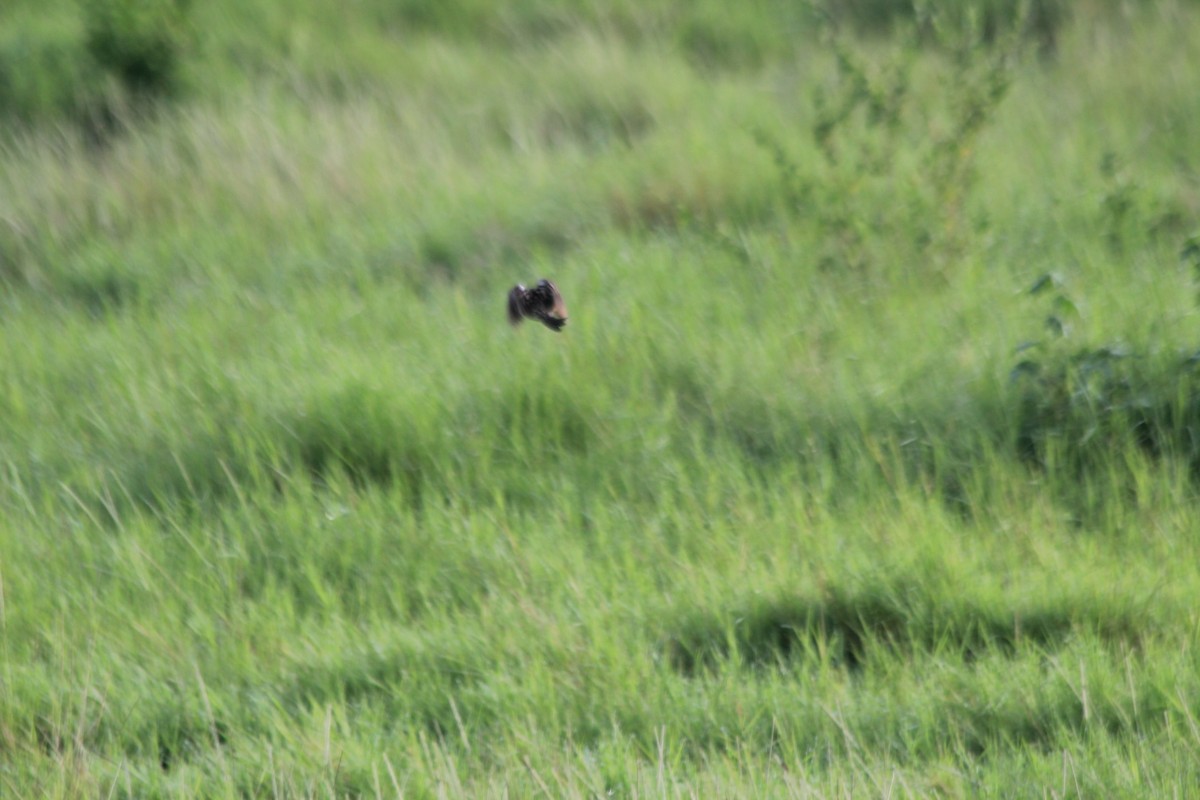 Rosy-throated Longclaw - ML643146130
