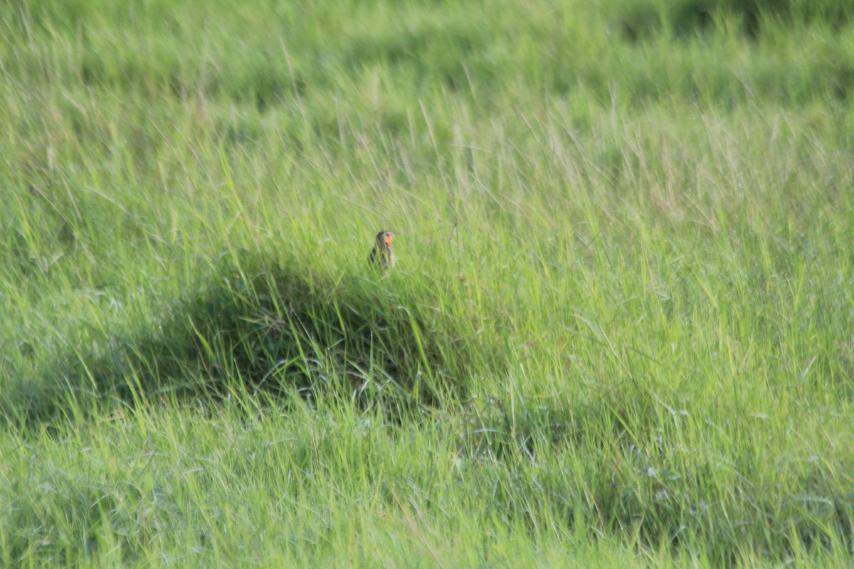Rosy-throated Longclaw - ML643146131