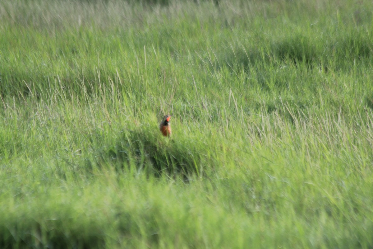 Rosy-throated Longclaw - ML643146132