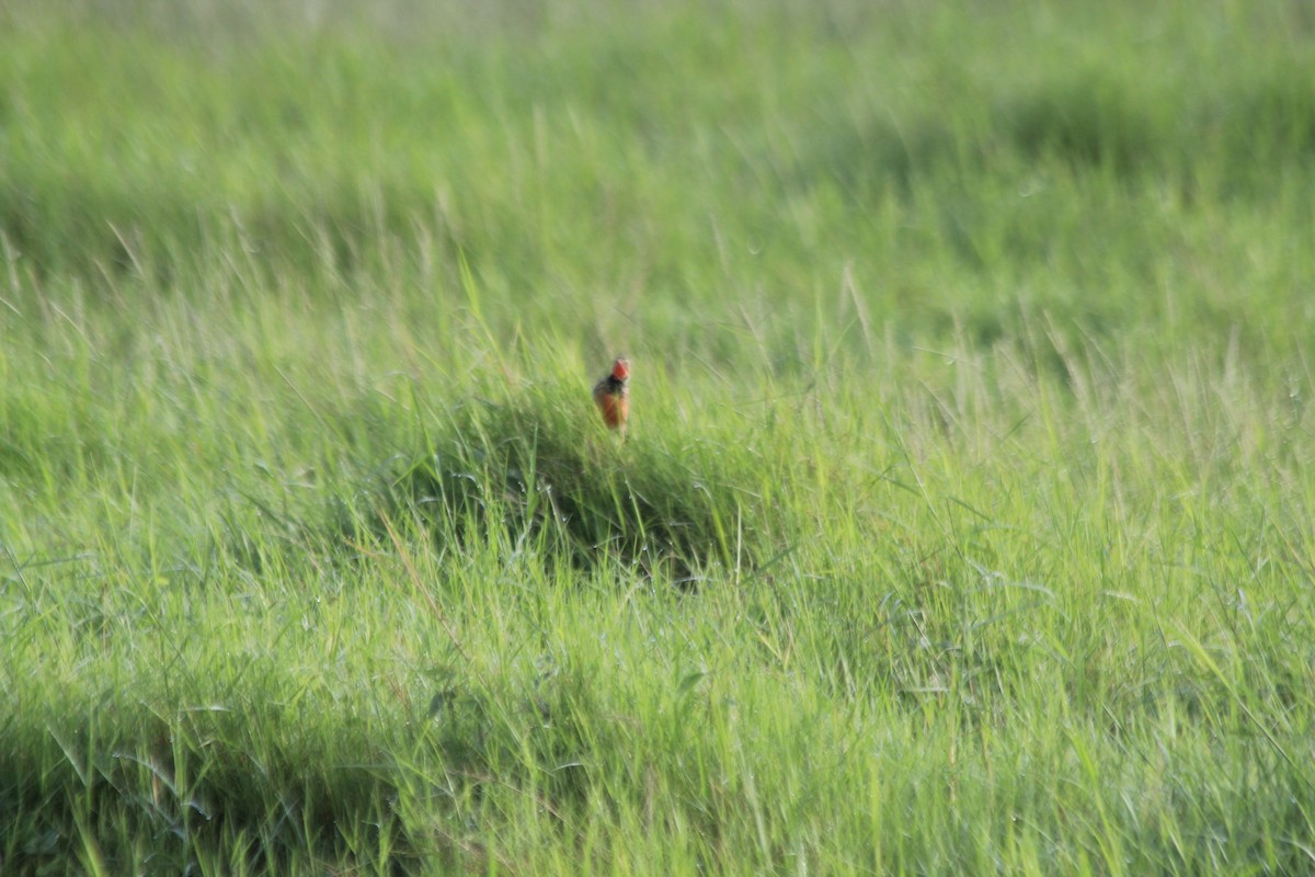 Rosy-throated Longclaw - ML643146133
