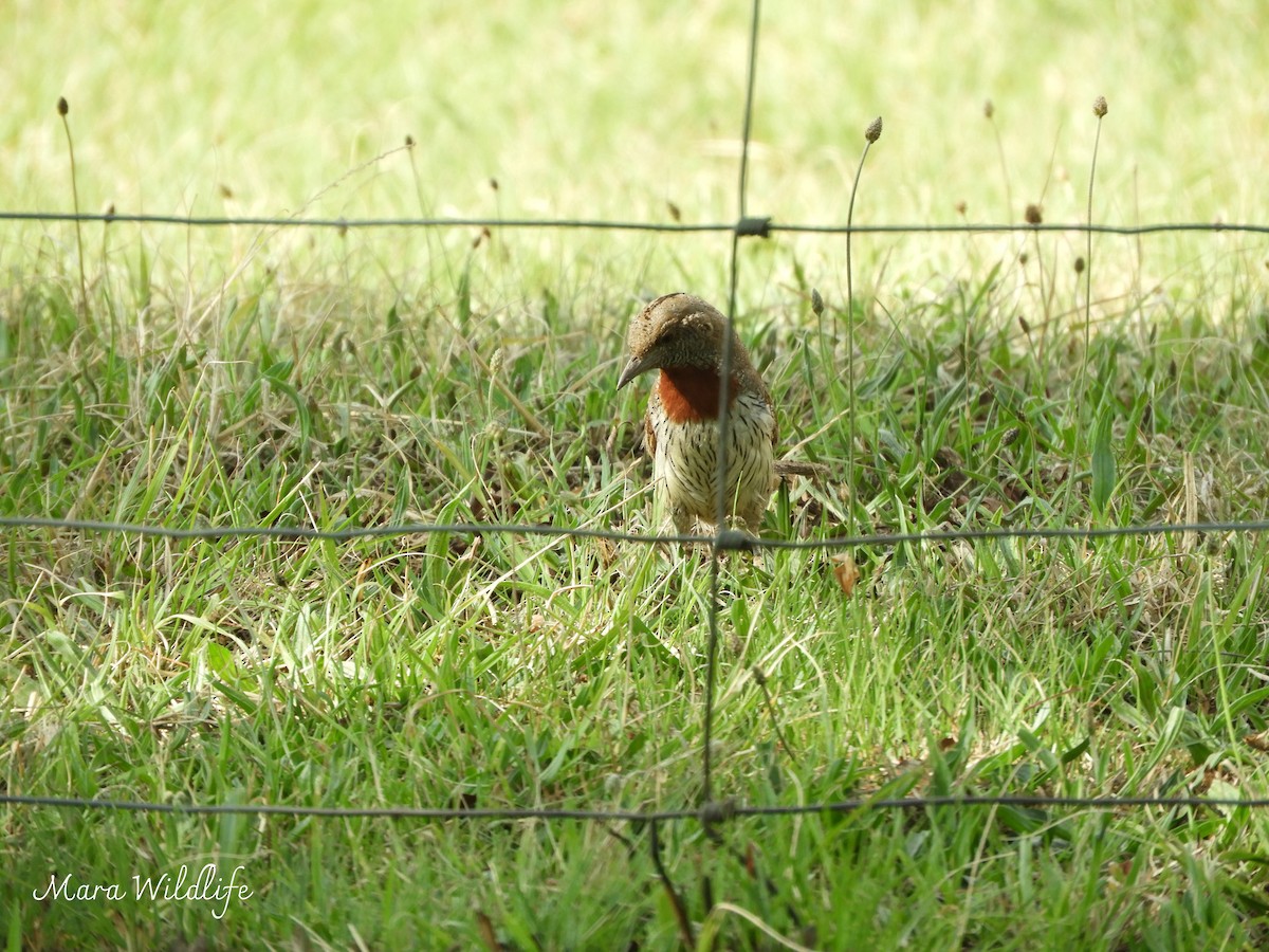 Red-throated Wryneck - ML643146140