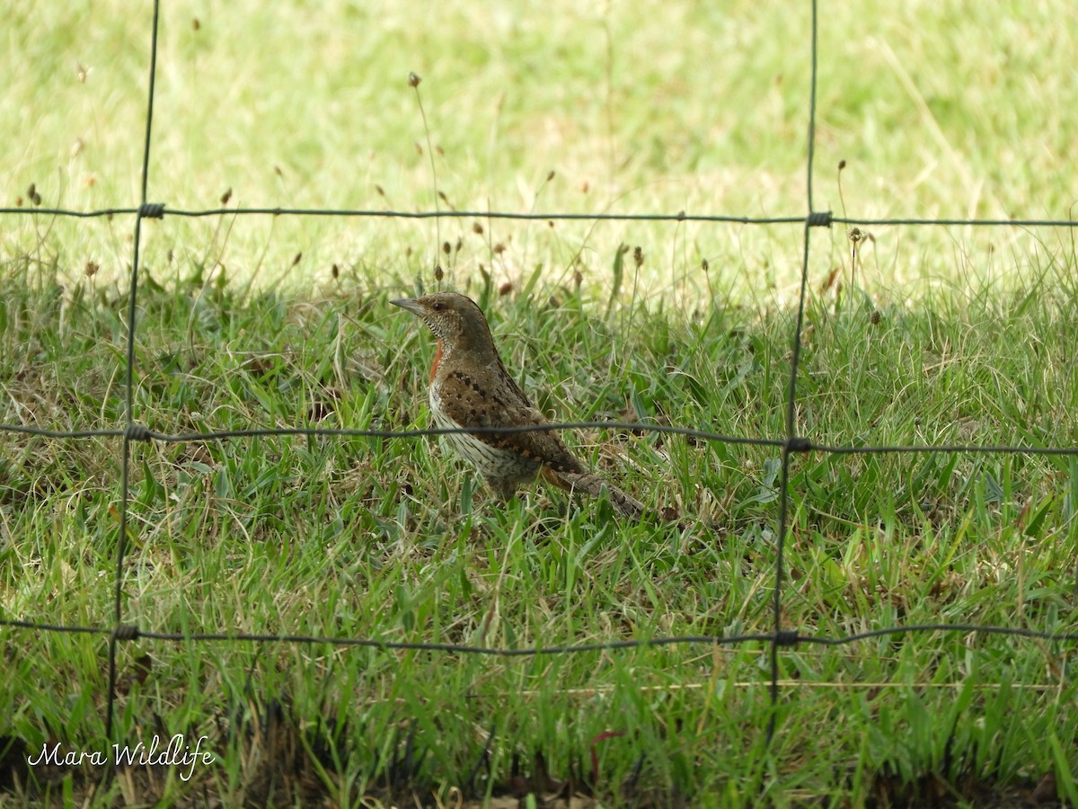 Red-throated Wryneck - ML643146141