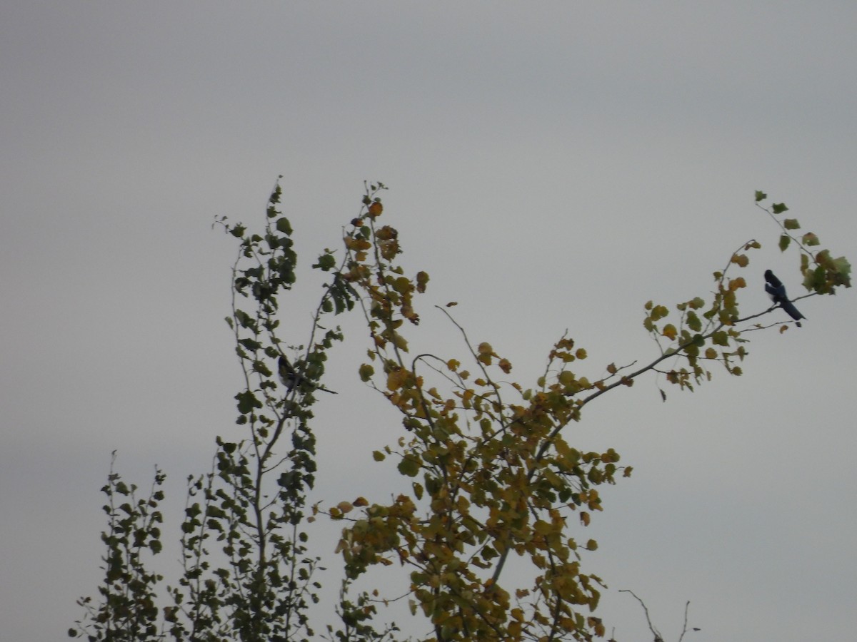 skjære - ML643146142
