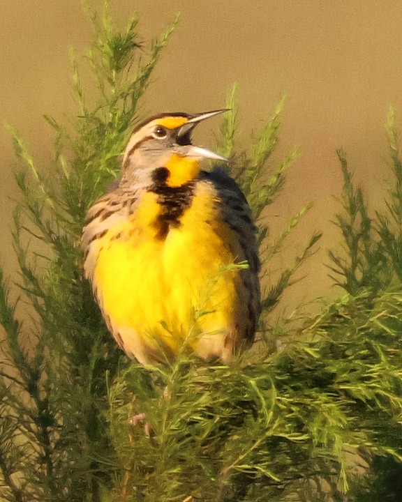 Eastern Meadowlark - ML643146146