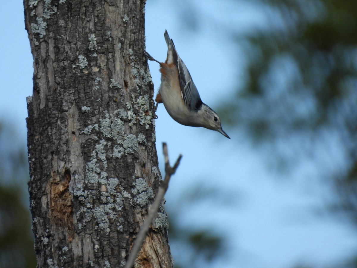 White-breasted Nuthatch - ML643146158
