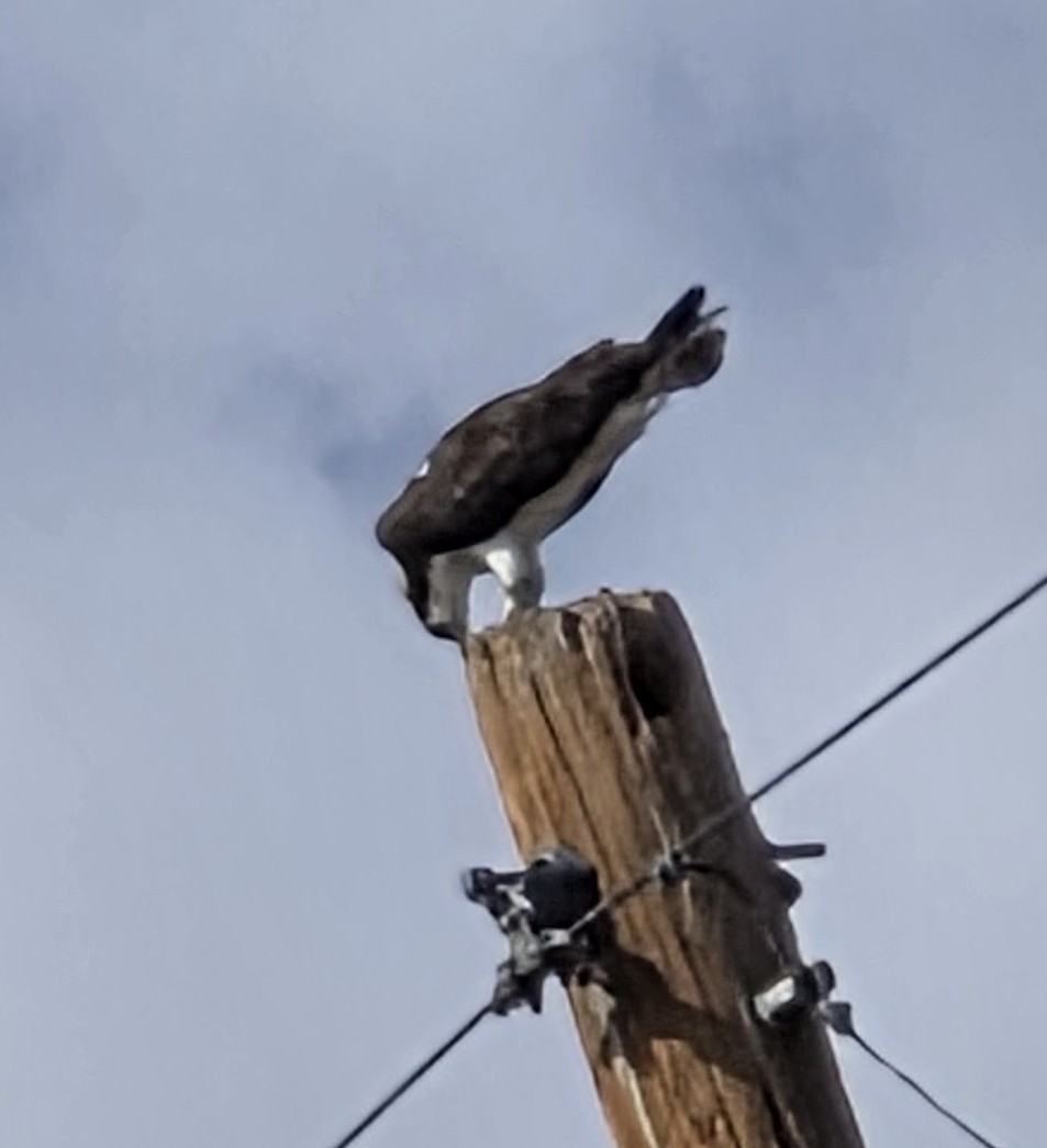 Osprey - ML643146166