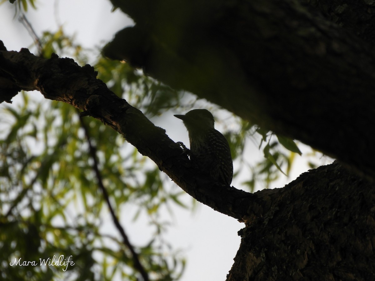Cardinal Woodpecker - ML643146168