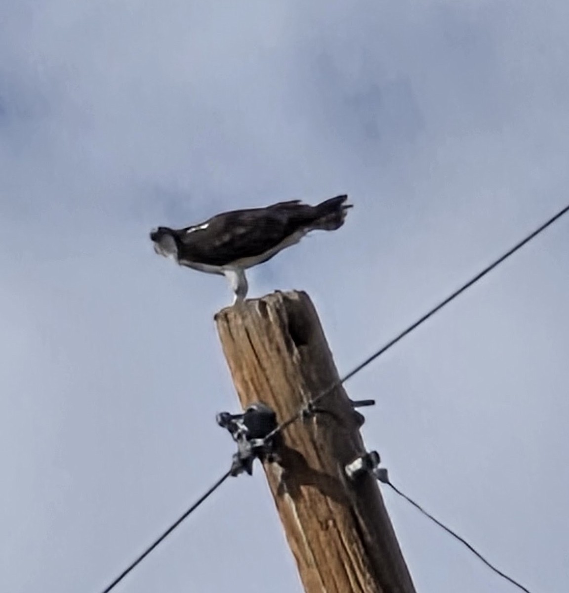 Osprey - ML643146169