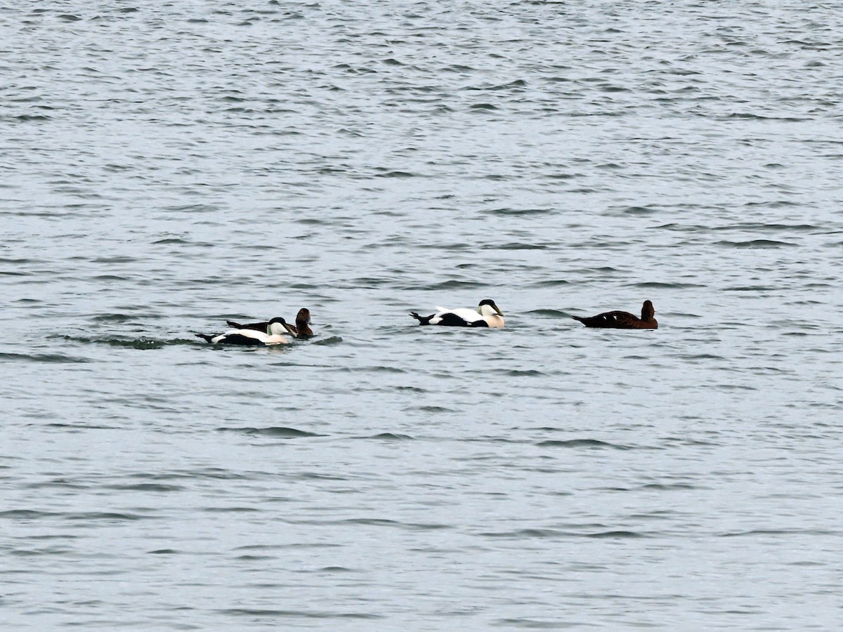 Common Eider - ML643146170