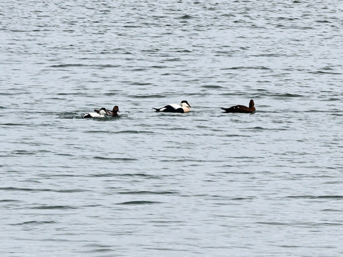 Common Eider - ML643146171
