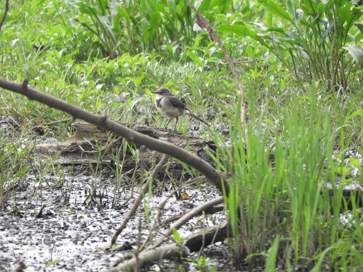 Cape Wagtail - ML643146190