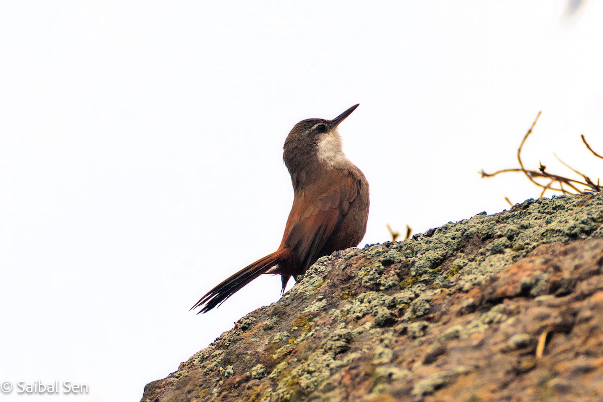 Crag Chilia - ML643146207