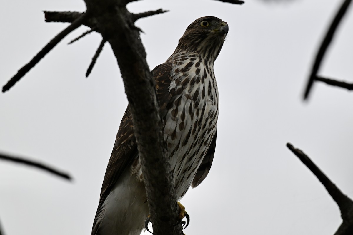 Cooper's Hawk - ML643146208