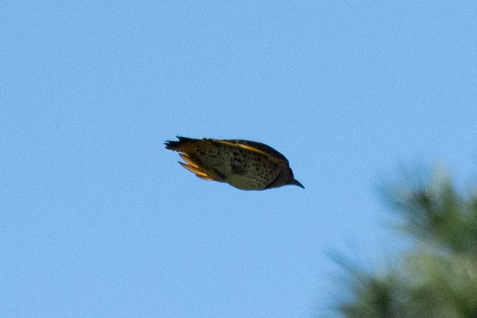Northern Flicker - ML643146209