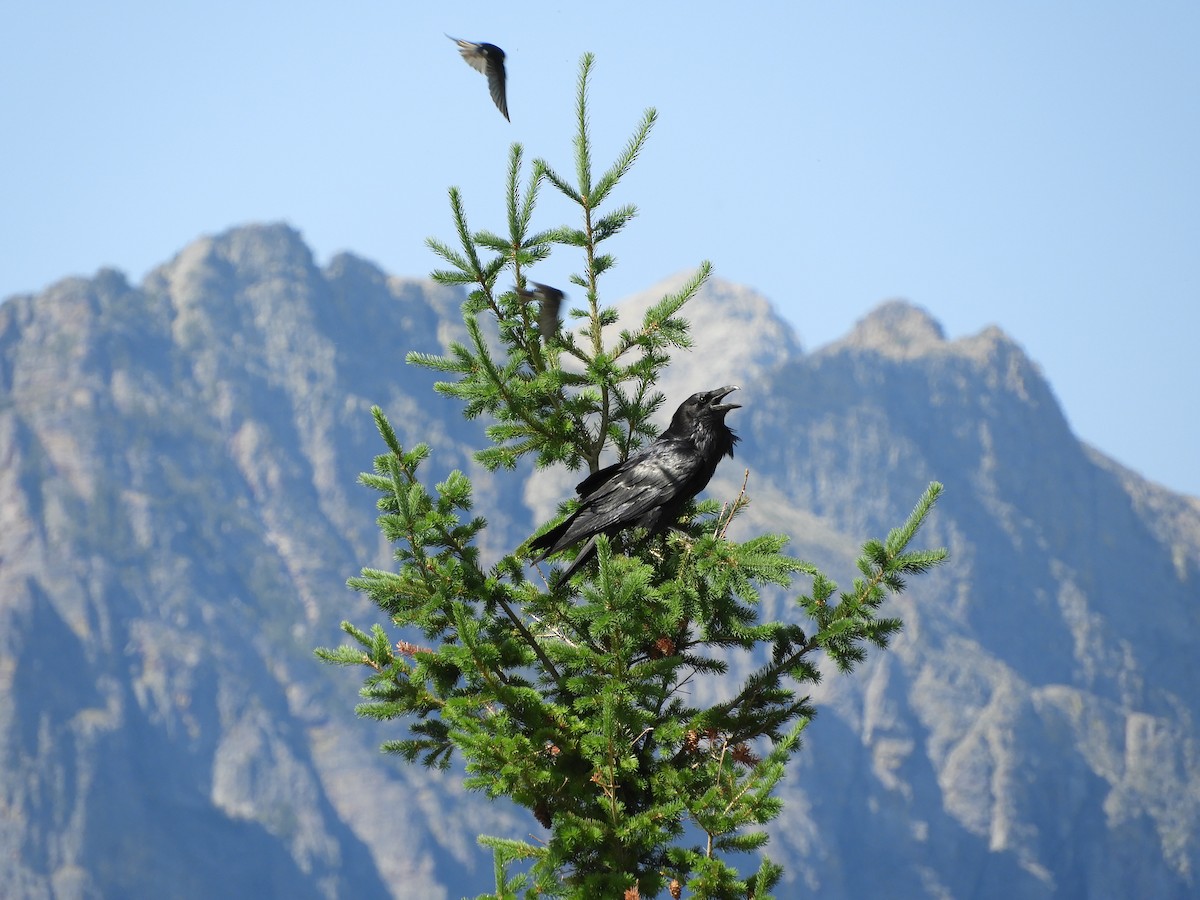 Common Raven - ML64314621