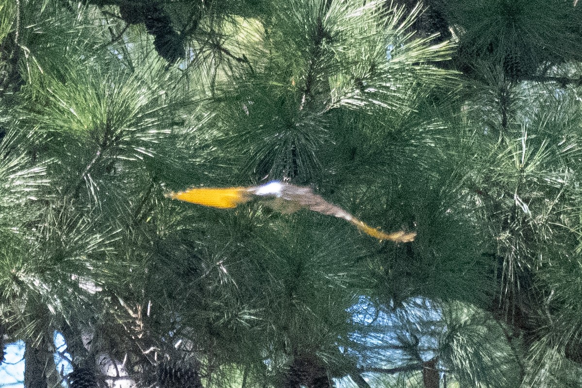 Northern Flicker - ML643146210