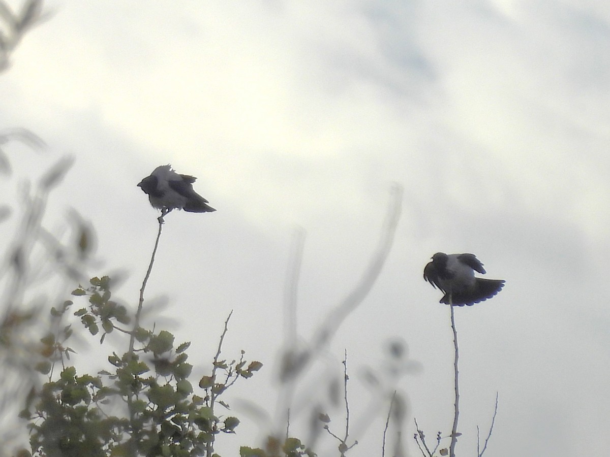Hooded Crow - ML643146211