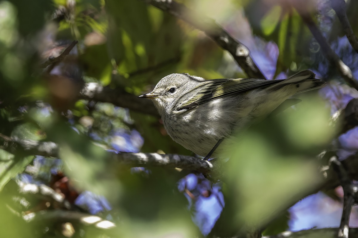 Cape May Warbler - ML643146212