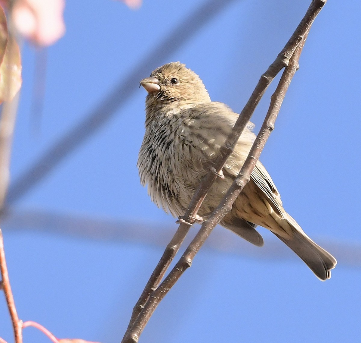 House Finch - ML643146213