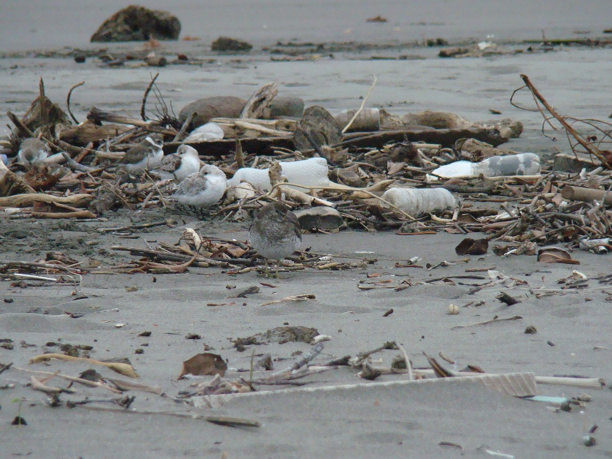 Surfbird - ML643146214