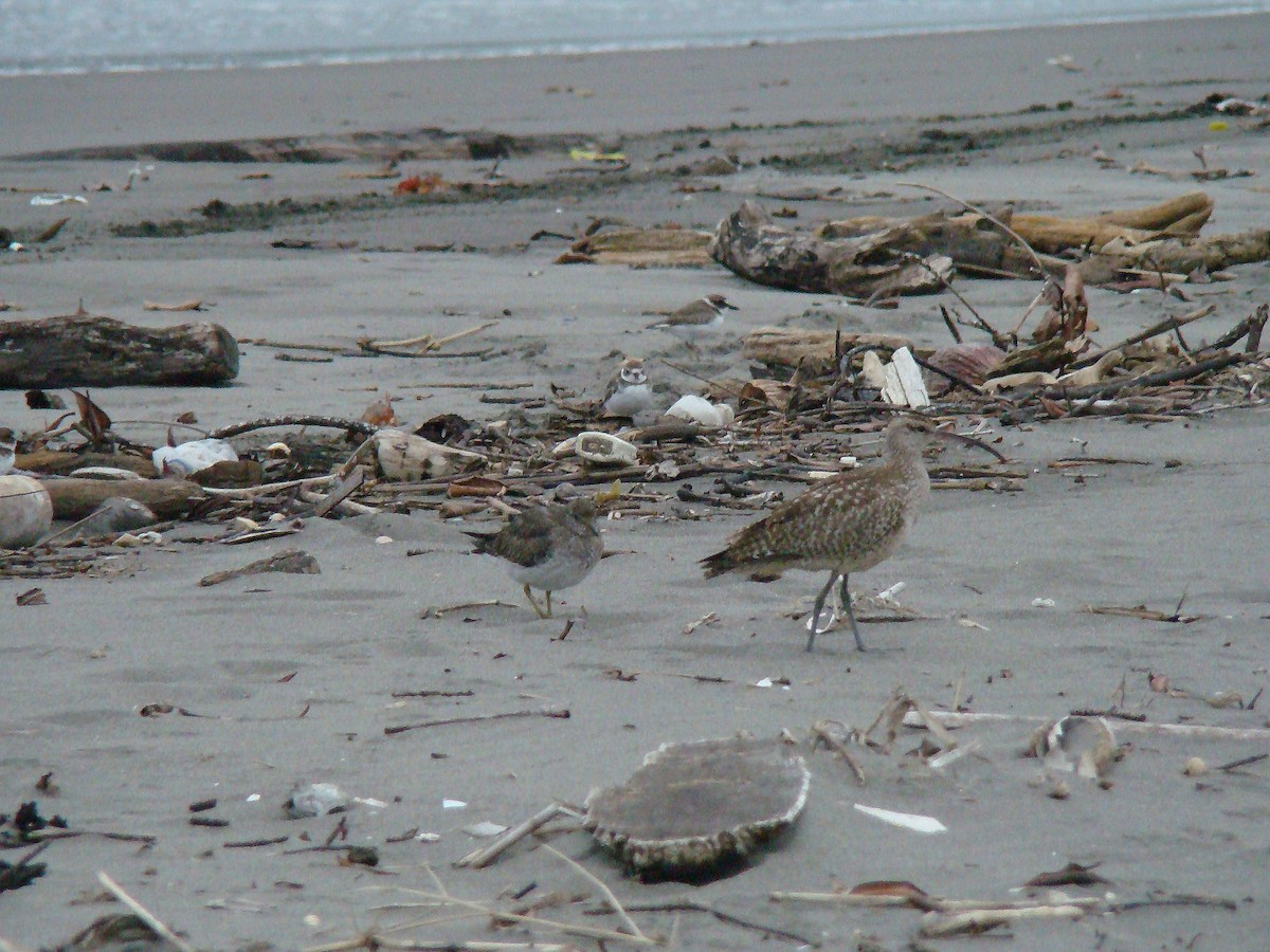 Surfbird - ML643146216