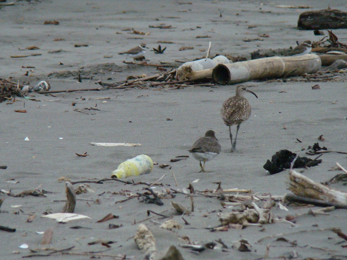 Surfbird - ML643146218