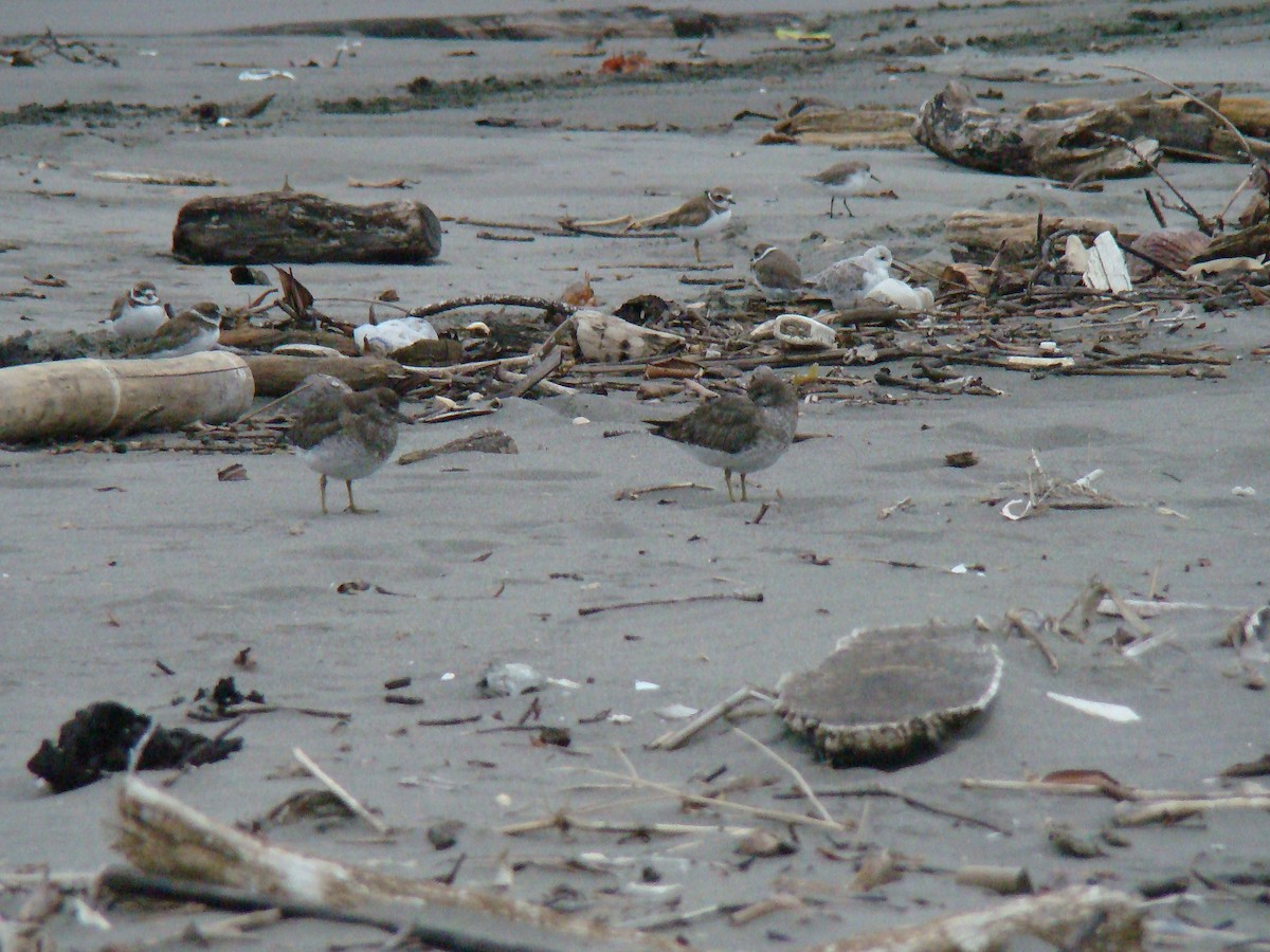 Surfbird - ML643146219