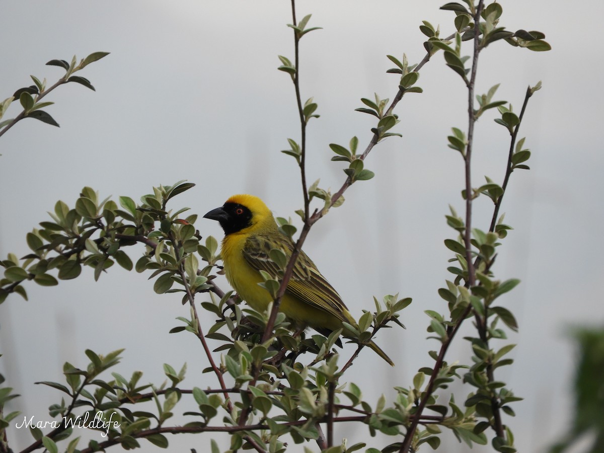 Southern Masked-Weaver - ML643146222