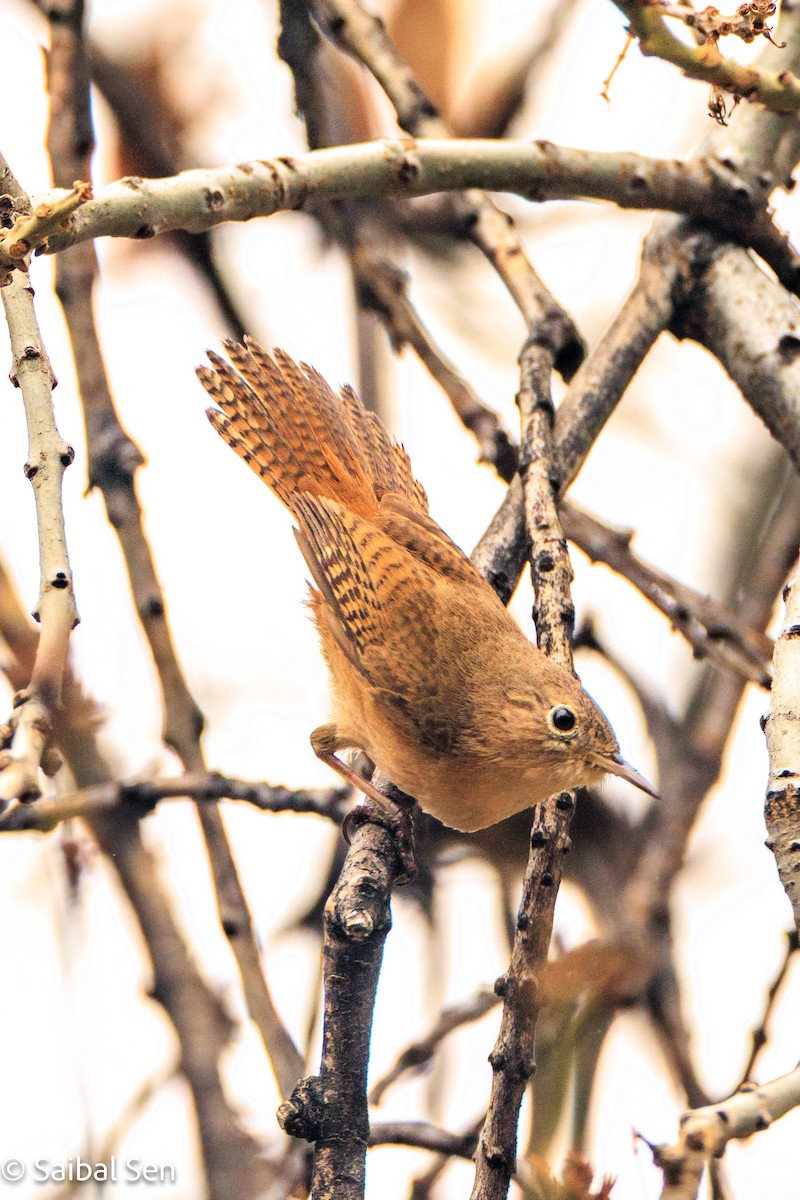 Southern House Wren - ML643146223