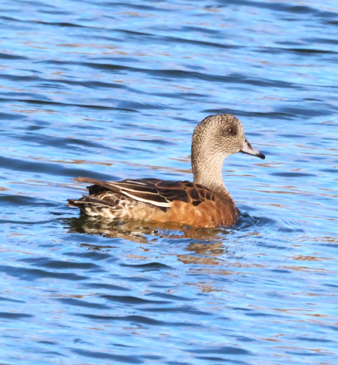 American Wigeon - ML643146224