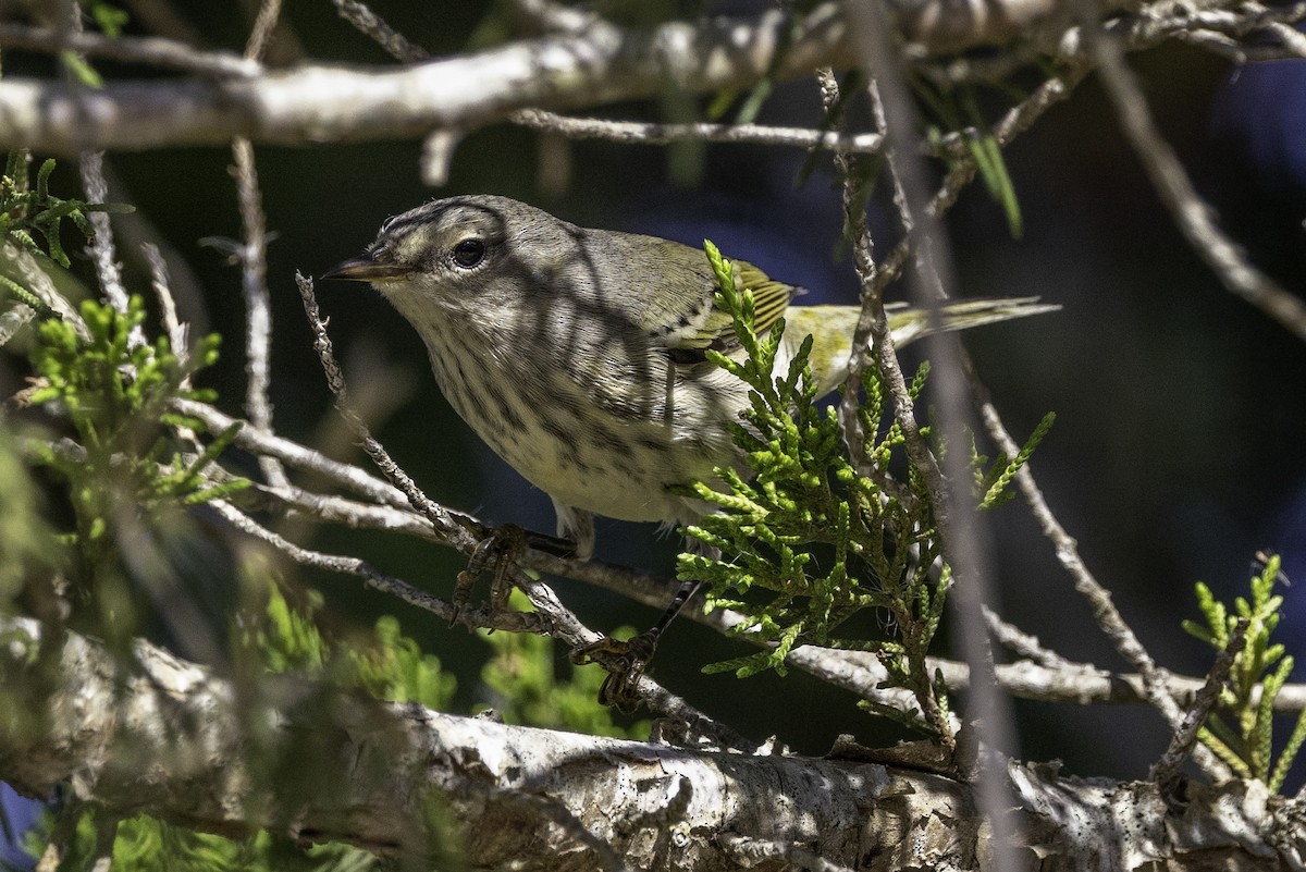 Cape May Warbler - ML643146225