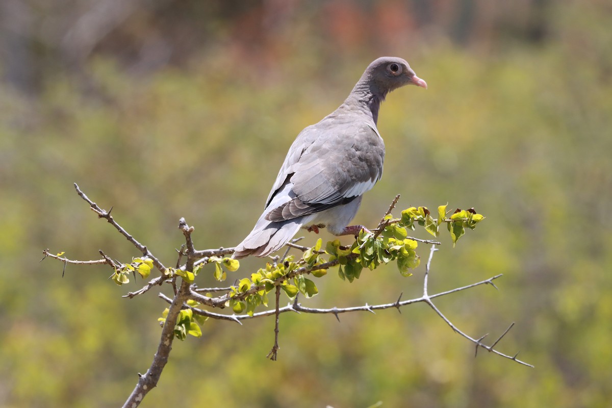 Bare-eyed Pigeon - ML643146227