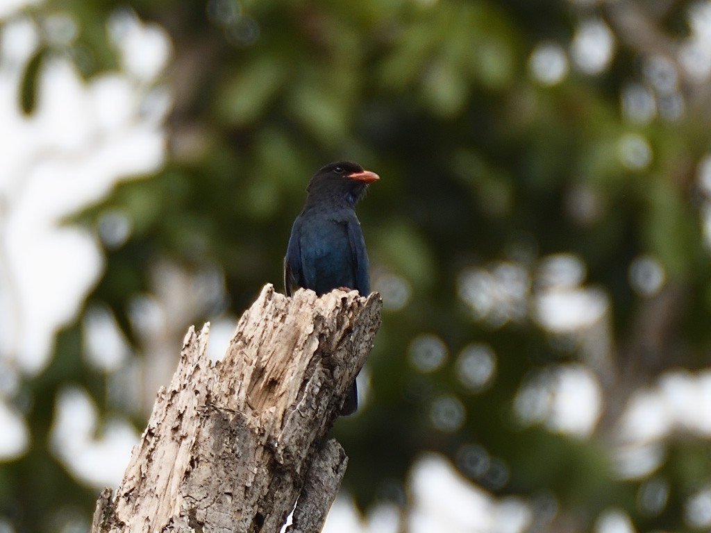 Dollarbird - ML643146228