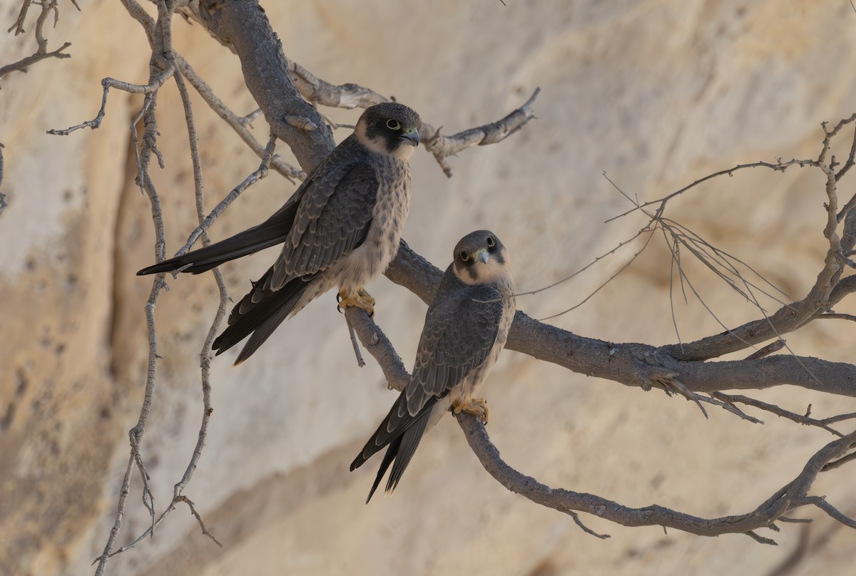 Sooty Falcon - ML643146229