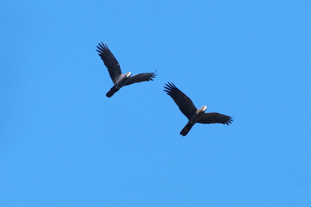 Red-tailed Black-Cockatoo - ML643146230