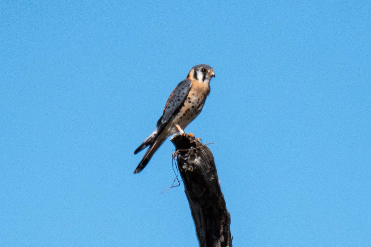 American Kestrel - ML643146233
