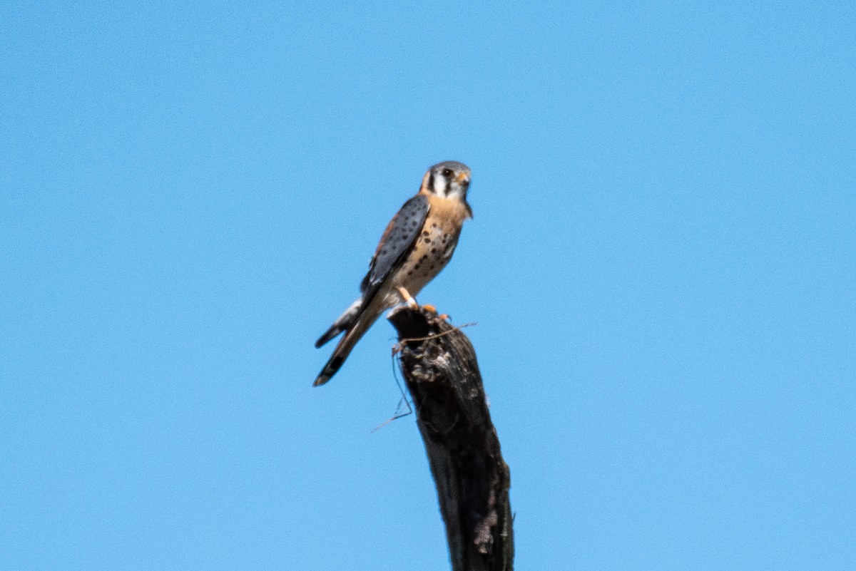 American Kestrel - ML643146235