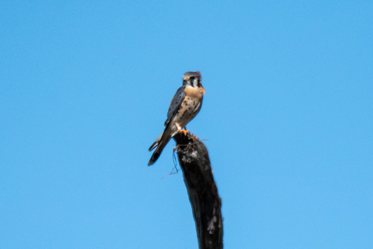 American Kestrel - ML643146236