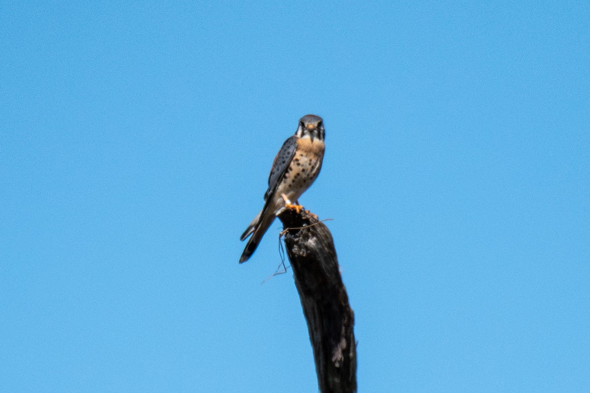 American Kestrel - ML643146237