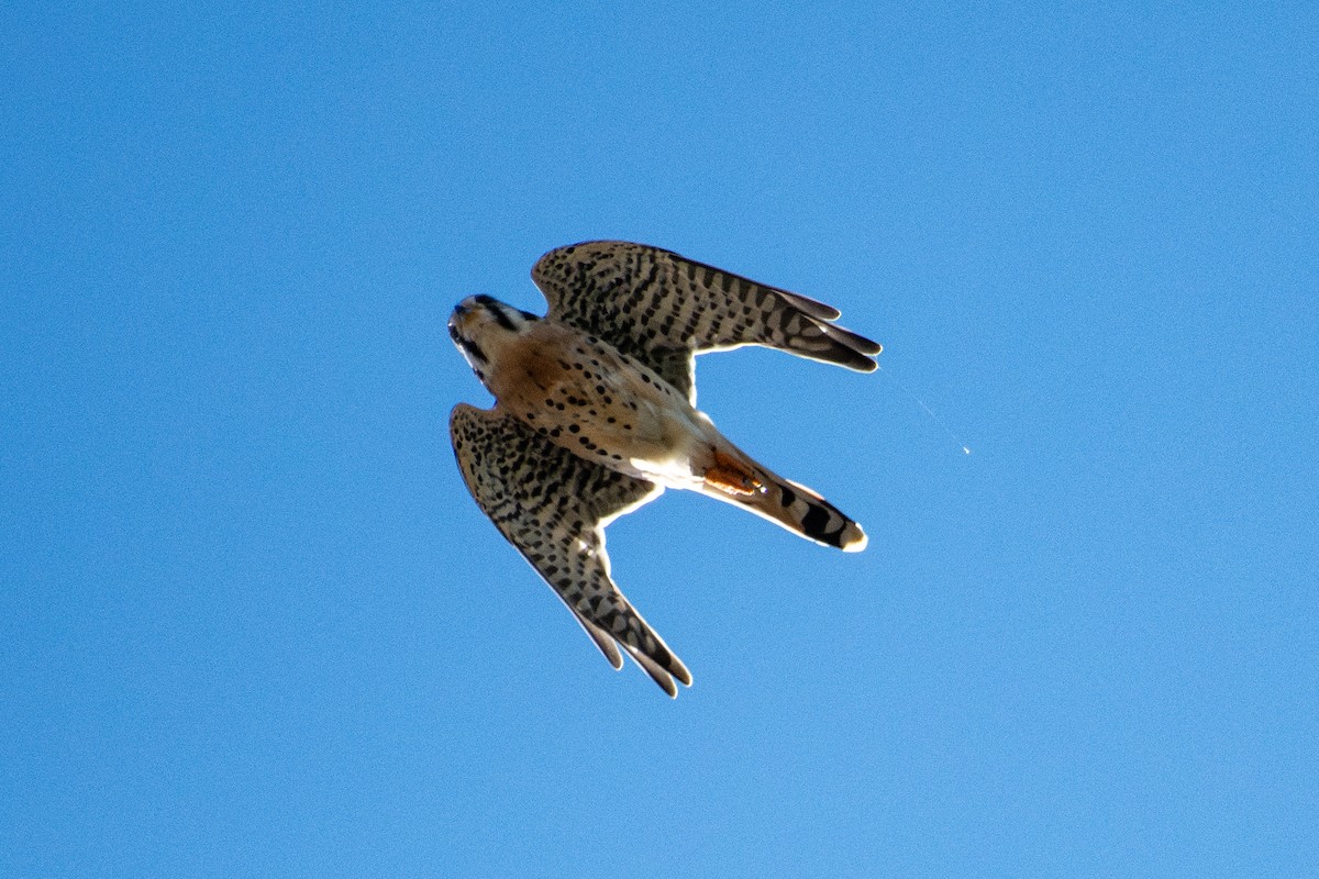 American Kestrel - ML643146238