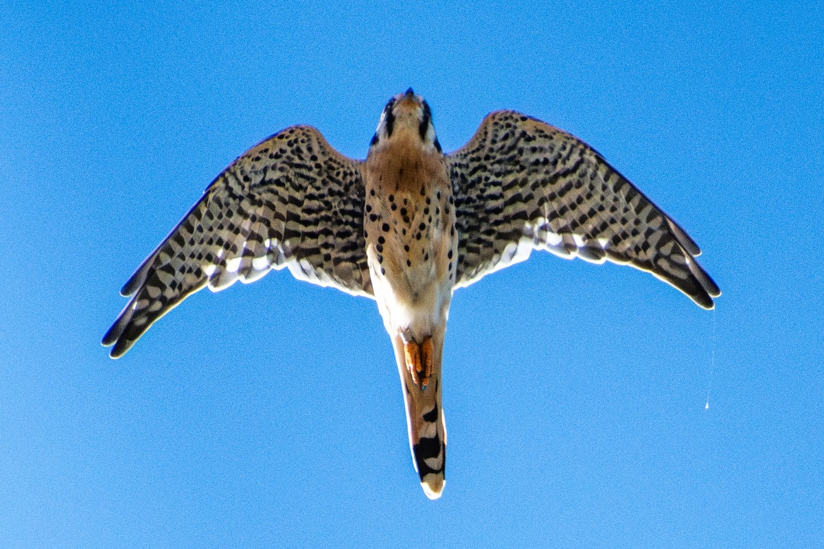 American Kestrel - ML643146240
