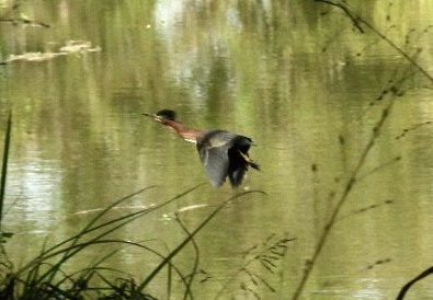 Green Heron - ML643146241