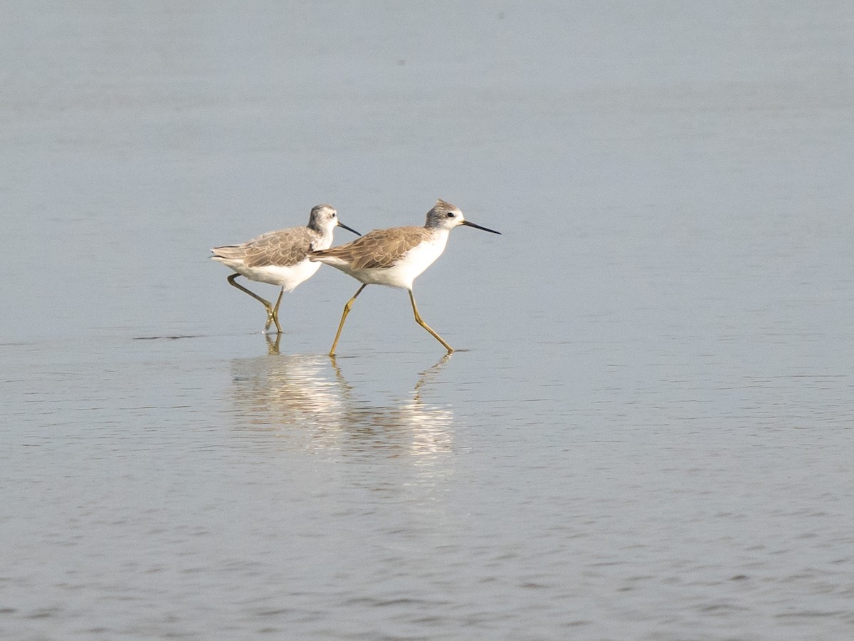 Marsh Sandpiper - ML643146242