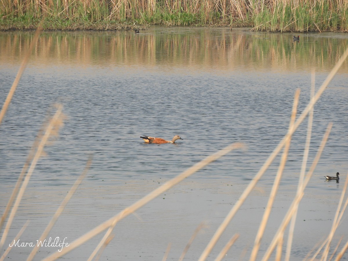 South African Shelduck - ML643146258