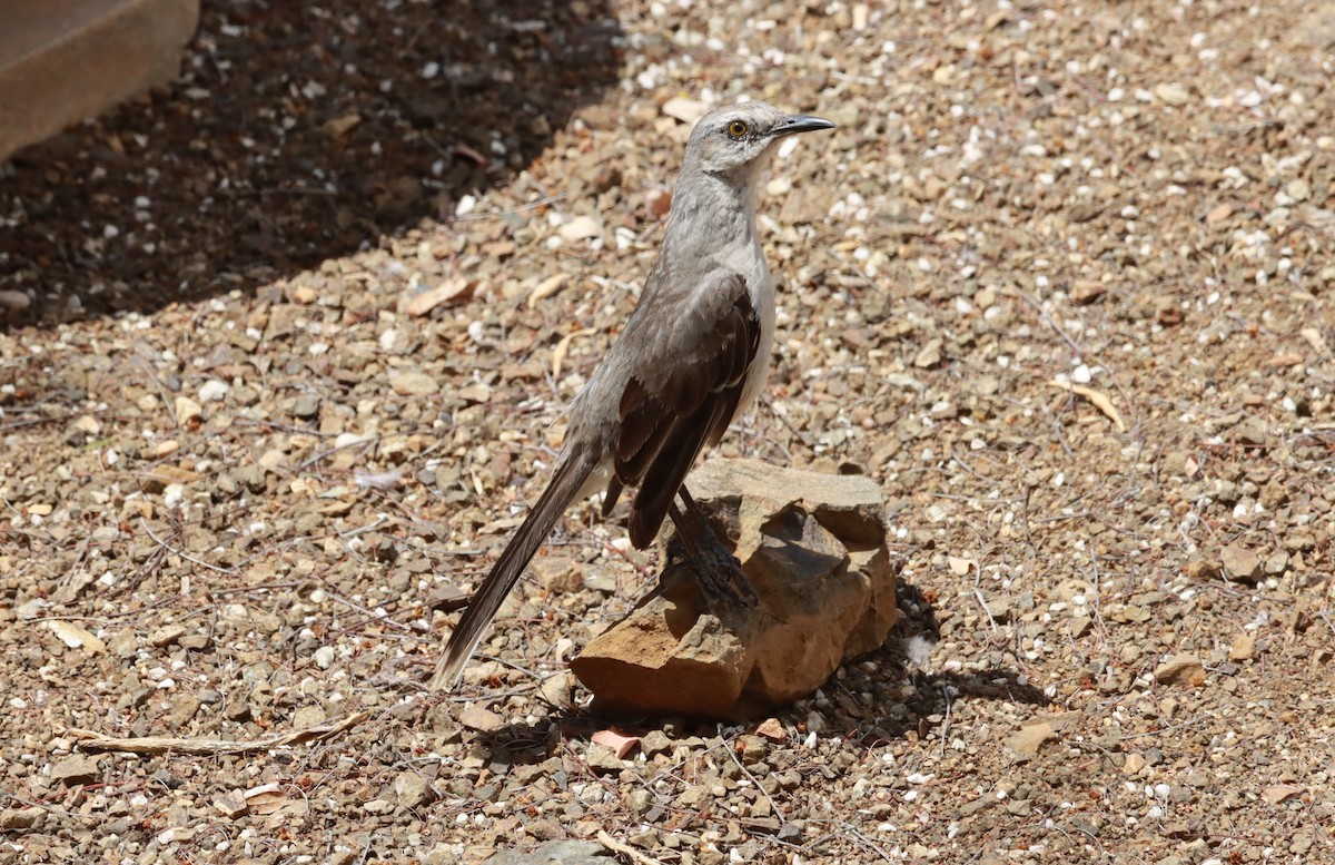 Tropical Mockingbird - ML643146264