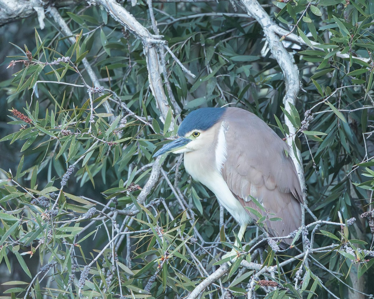 Nankeen Night Heron - ML643146287